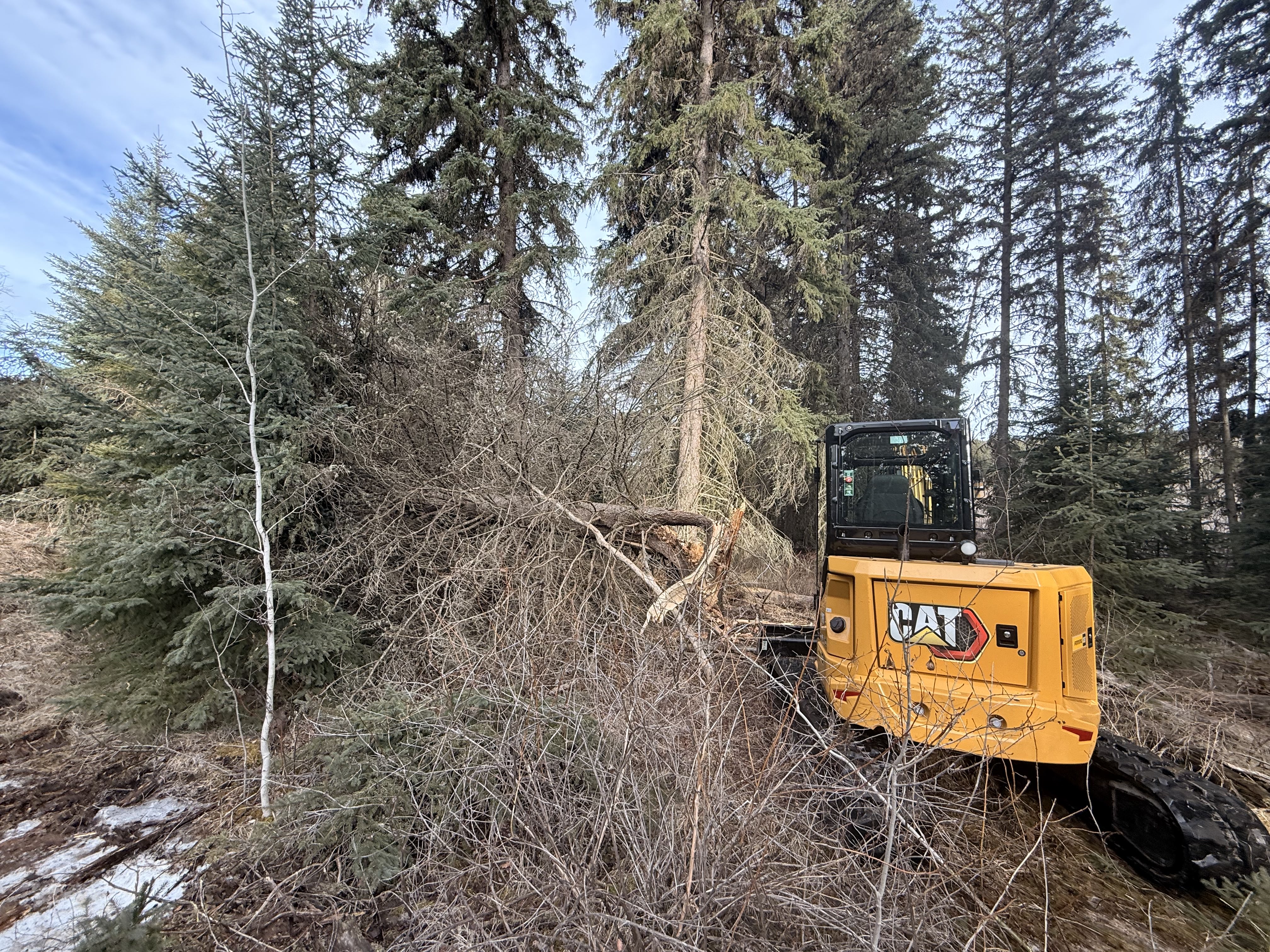 CAT 289D track loader clearing fallen trees in the Cariboo
