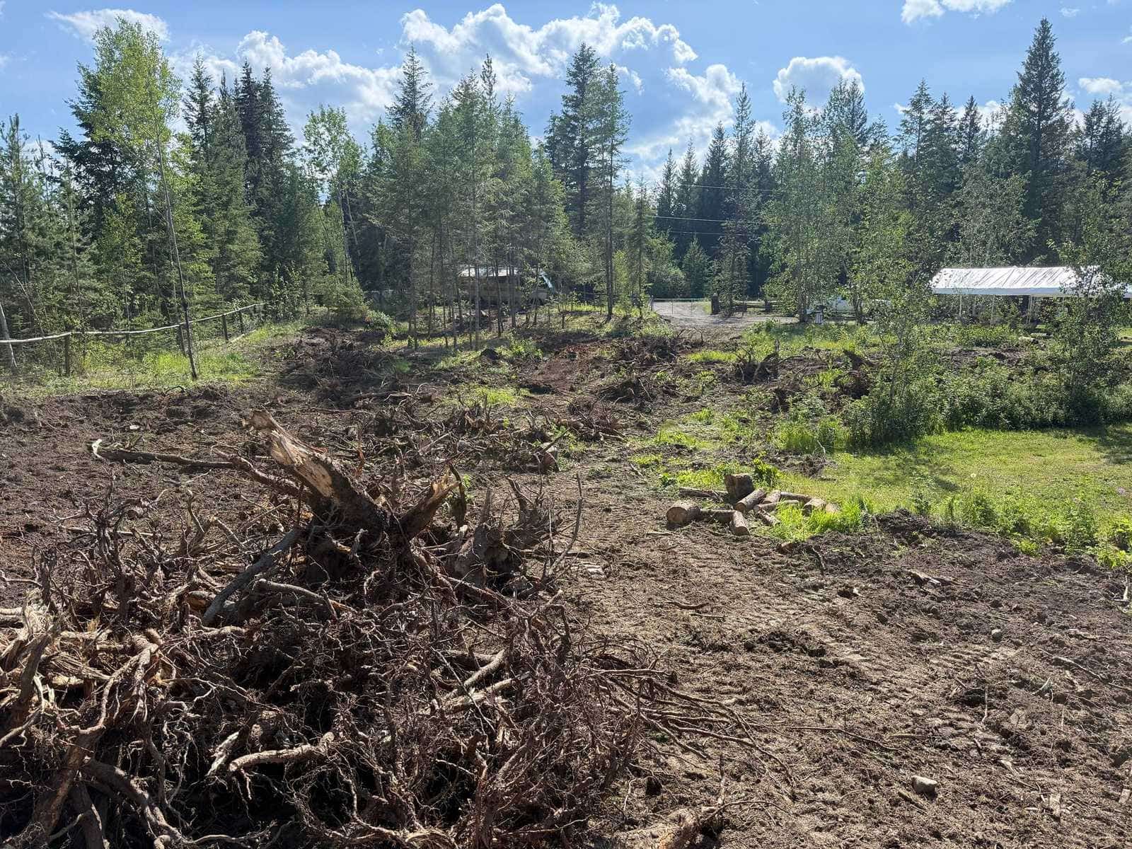 Stumps and root balls pulled during land clearing on a rural Cariboo property